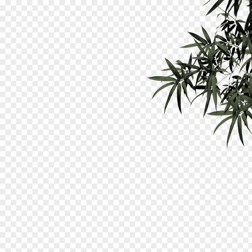 Bamboo Leaves Bamboe Leaf Plant PNG