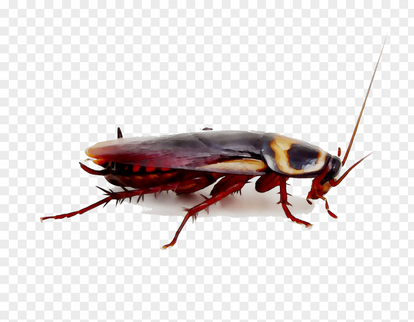 Florida Woods Cockroach German Blattidae Pest Control PNG