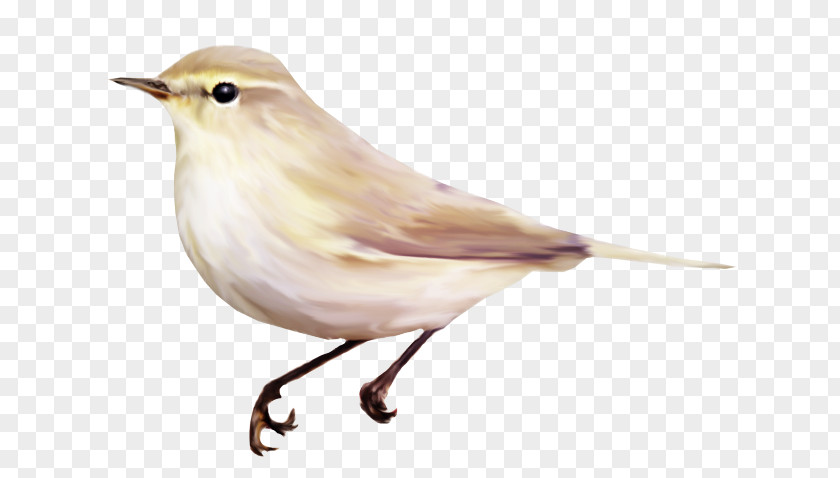 Bird Color Wren Clip Art PNG