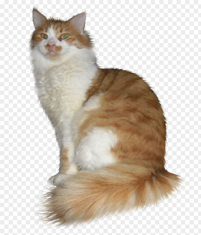 Gato Asian Semi-longhair Ragamuffin Cat British Siberian Turkish Van PNG