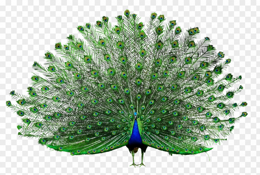 Open Peacock Icon PNG