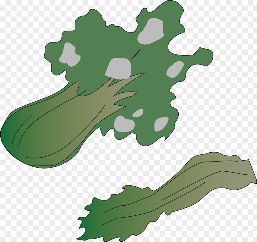 Cabbage Vector Material Clip Art PNG