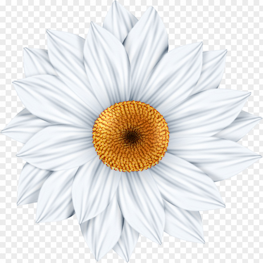 Daisy Common Photography Art Clip PNG