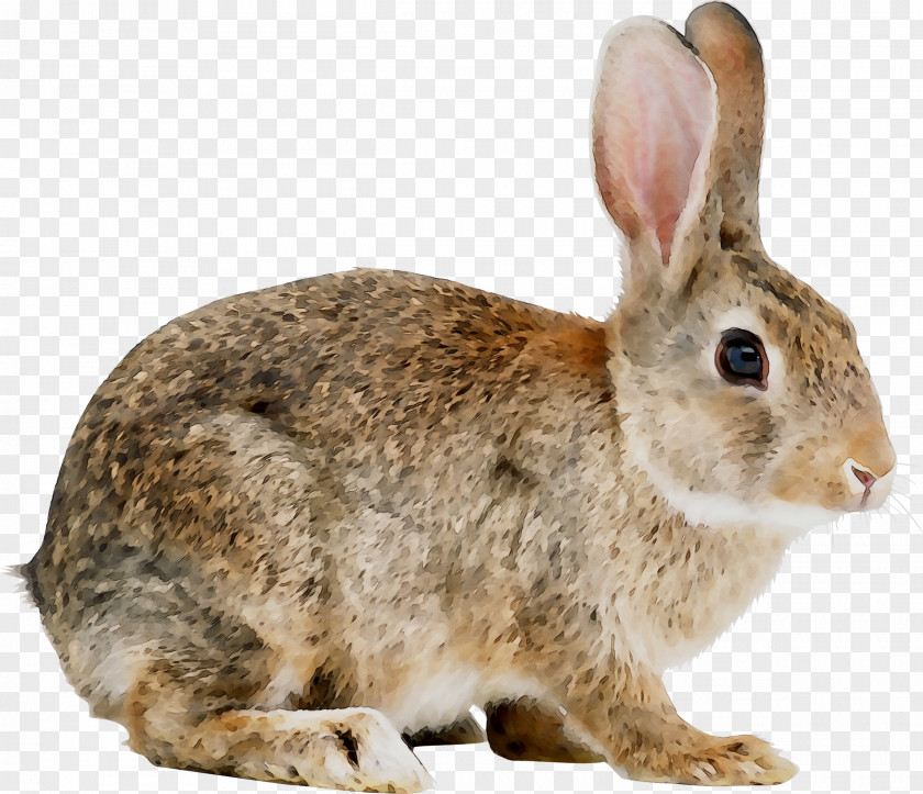Domestic Rabbit Angora Hare Rex PNG