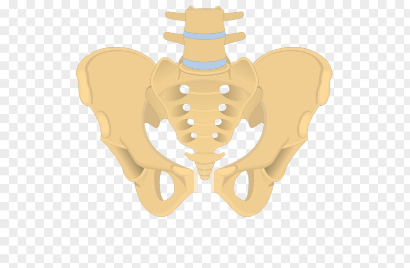 Hip Bone Coccyx Sacrum Anatomy PNG