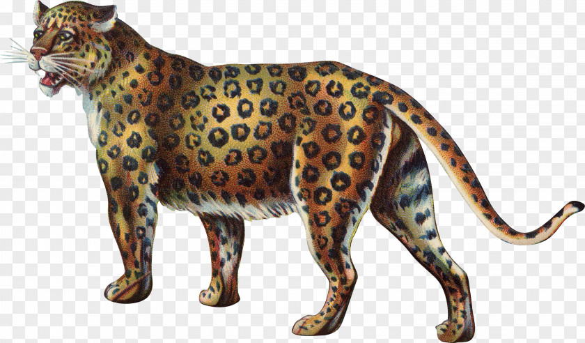 Leopard Cheetah Tiger Lion Cat PNG