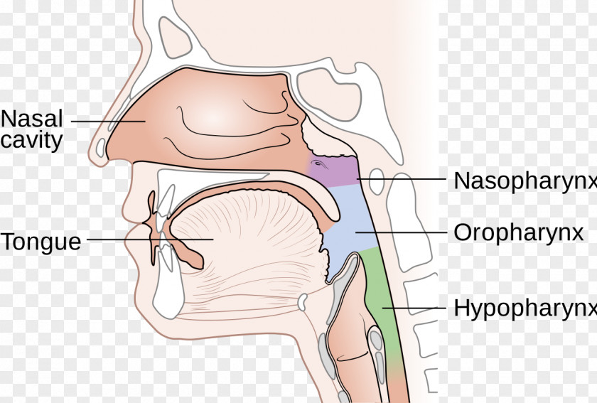 Nose Nasopharynx Cancer Nasal Cavity Diagram PNG