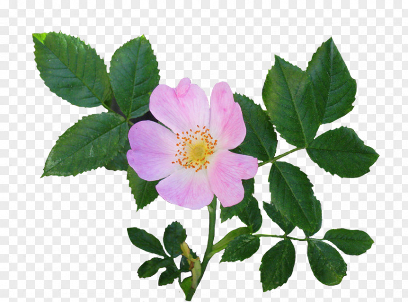 Wild Flowers Dog-rose Pink Garden Roses Clip Art PNG