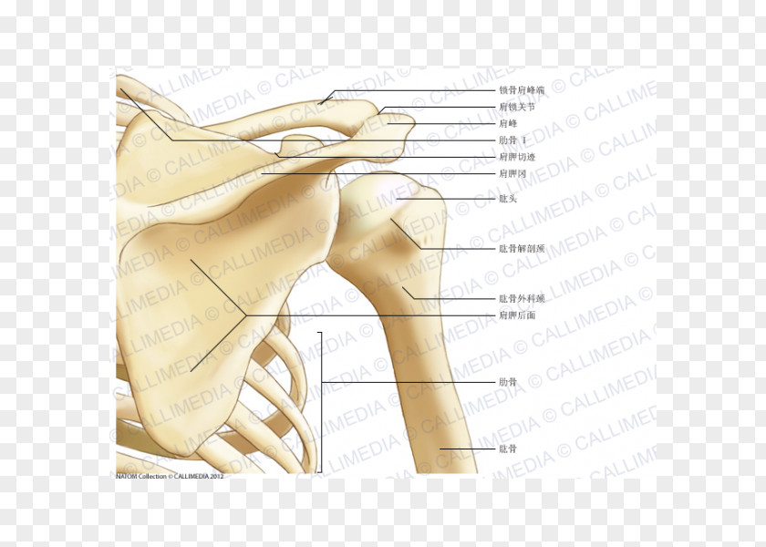 Arm Thumb Shoulder Bone Scapula Anatomy PNG