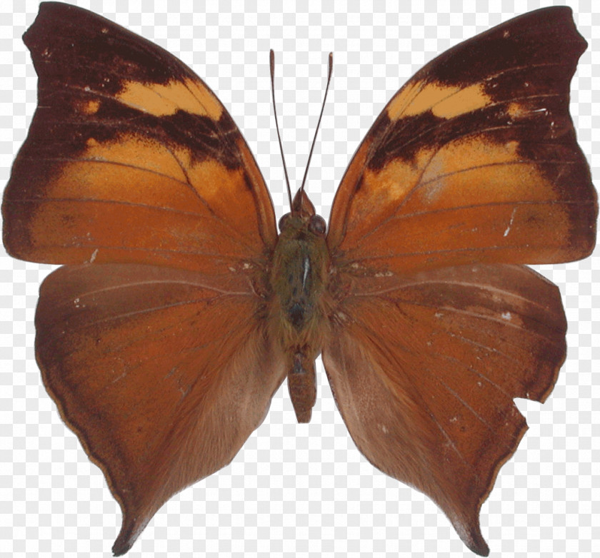 Butterfly Pieridae Orange Oakleaf Gossamer-winged Butterflies Moth PNG