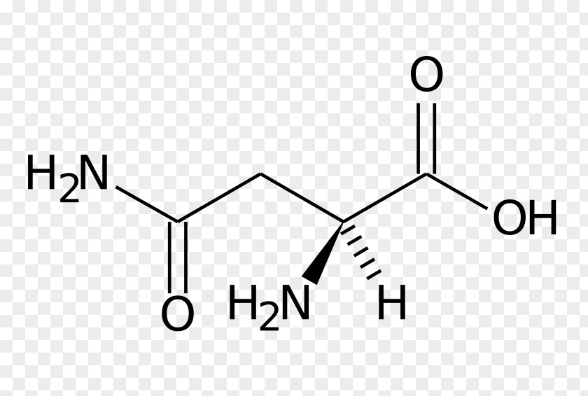 Diente De Leon Dietary Supplement Glutamine Molecule Creatine Acid PNG