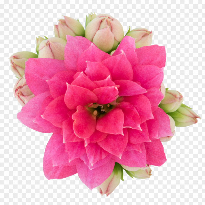 Flower Stock Photography Cut Flowers Royalty-free PNG