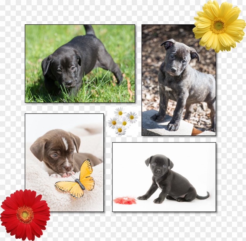 Puppy Love Dog Breed Stepping Stones Canine Rescue PNG