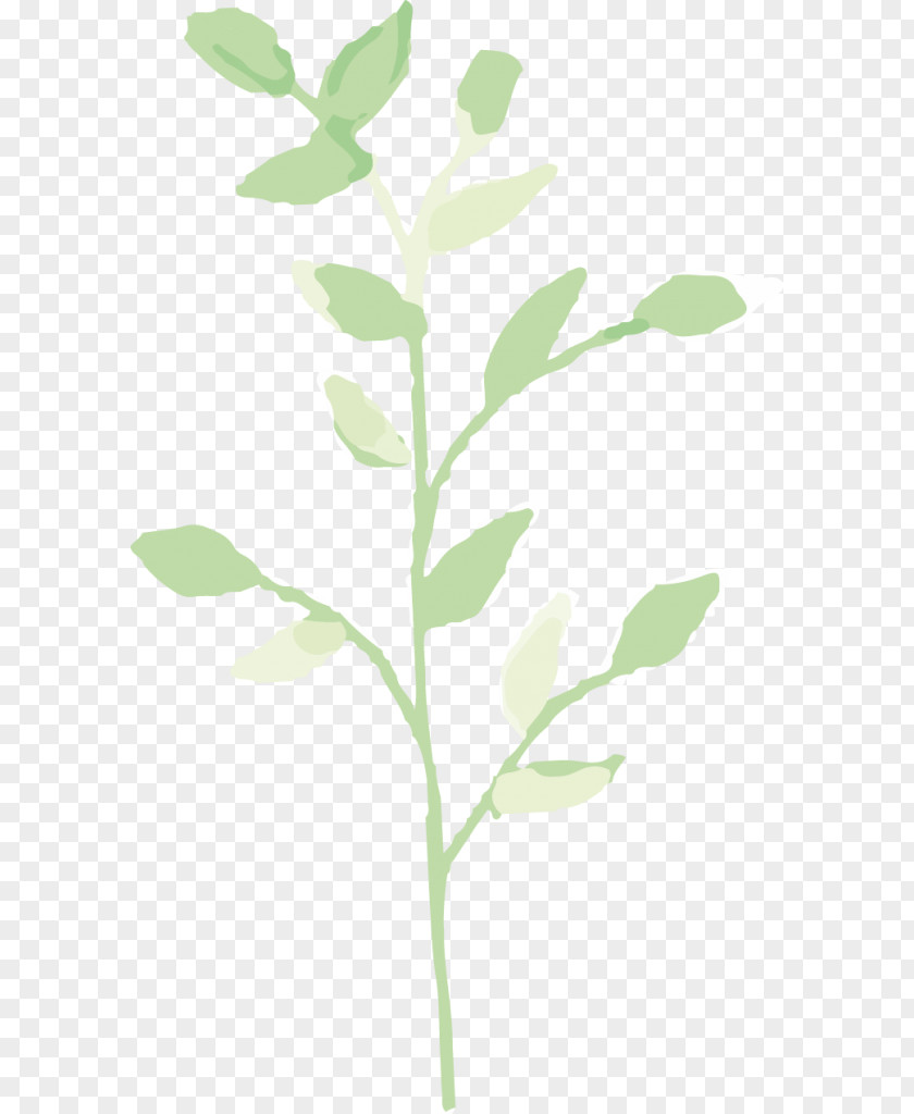 Leaf Twig Plant Stem PNG