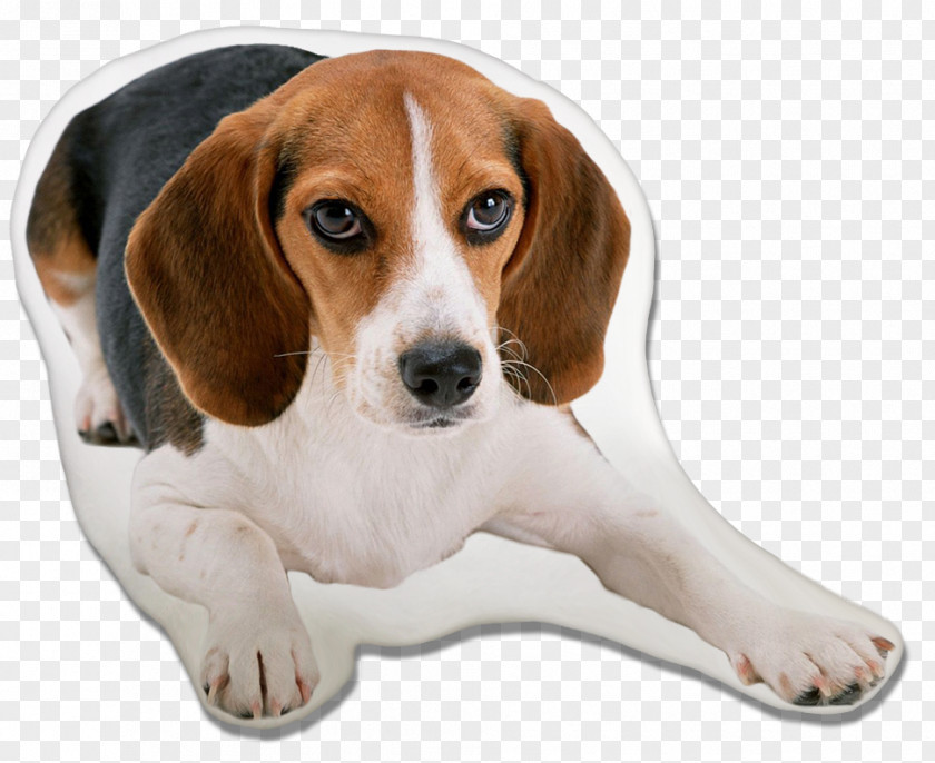 Puppy Beagle-Harrier Basset Hound PNG