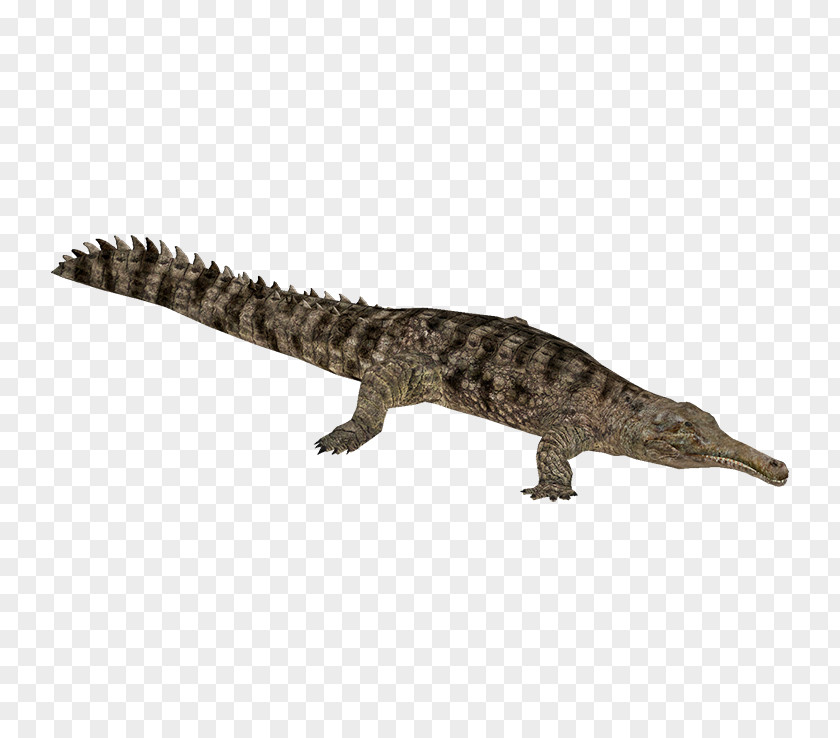 Chameleon Crocodile False Gharial Alligator Gavialidae PNG