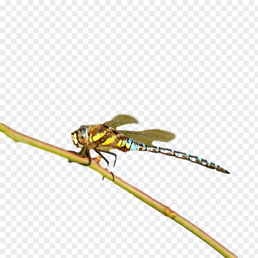 Dragonfly Insect Damselflies Pest Pollinator PNG