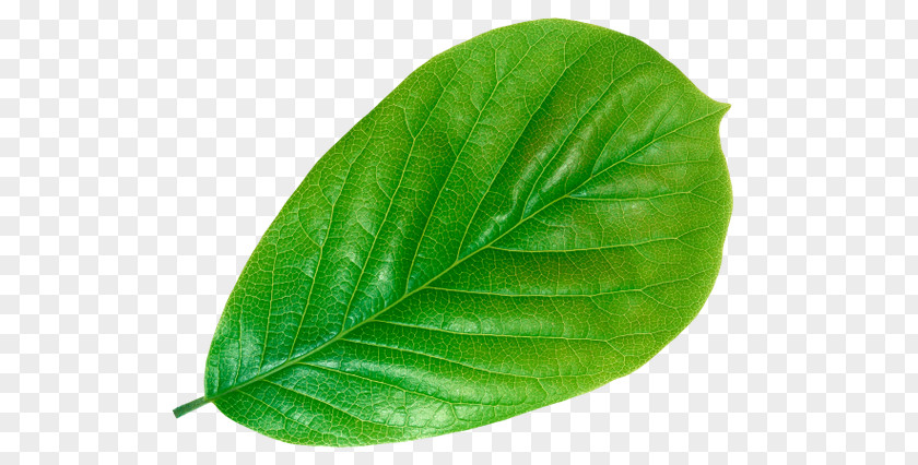 Leaf Moutan Peony Yulan Magnolia Plant Petal PNG