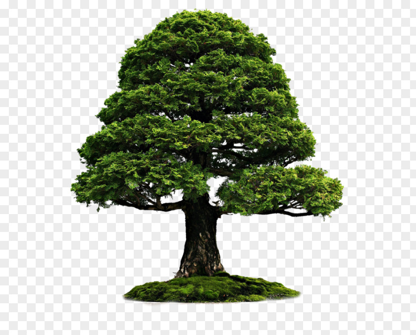 Tree Indoor Bonsai Bonsai: Culture And Care Of Miniature Trees PNG