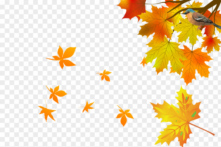 Autumn Maple Leaves Leaf Wallpaper PNG