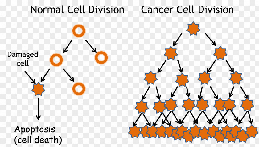 Cancer Cell Cycle Division PNG