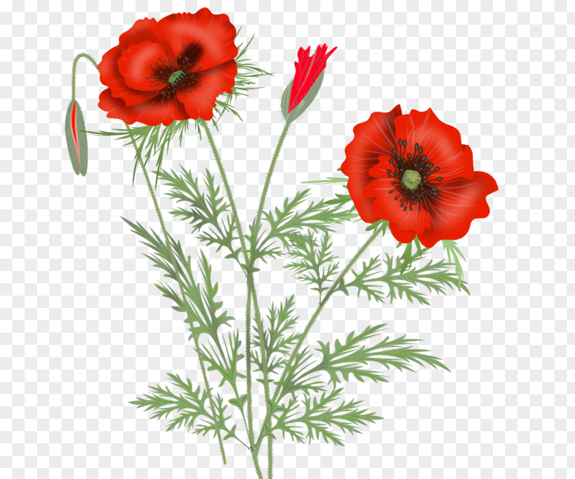 Flower Poppy Maki Если ты уйдешь Clip Art PNG