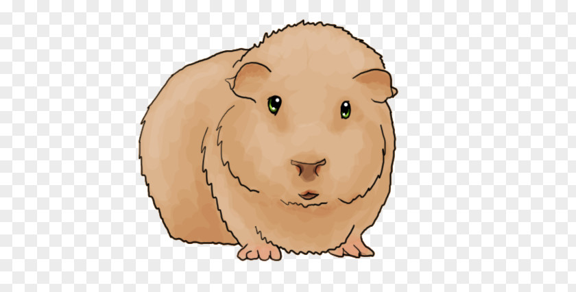 Guinea Pigs Pig Whiskers Cat Snout PNG