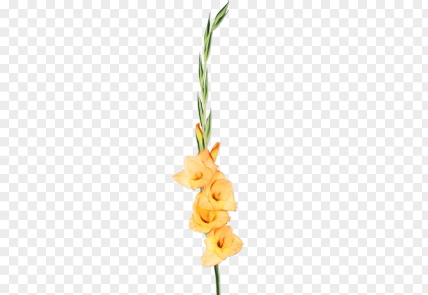Iris Plant Stem Flower Cut Flowers Gladiolus Yellow PNG