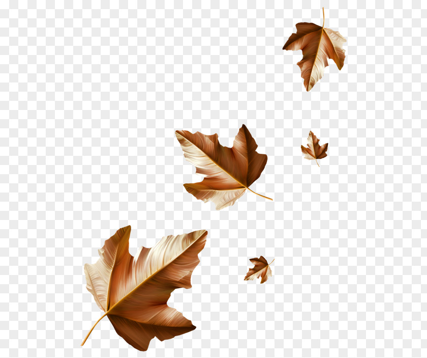 Leaf Maple Autumn Leaflet Rain PNG