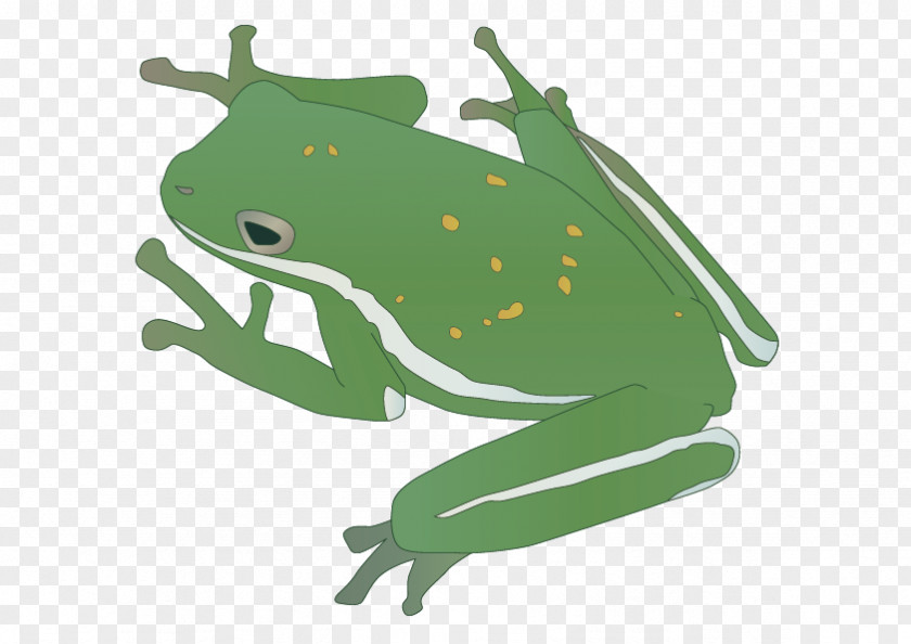 Vector Frog Amphibian Reptile Insect PNG