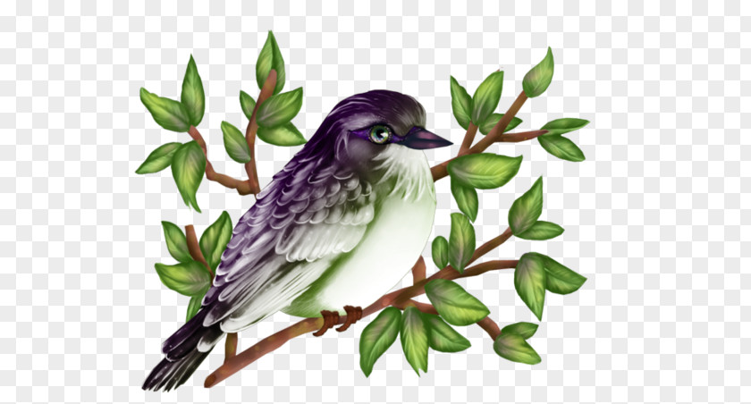 European Robin Bird History Web Page Painting PNG