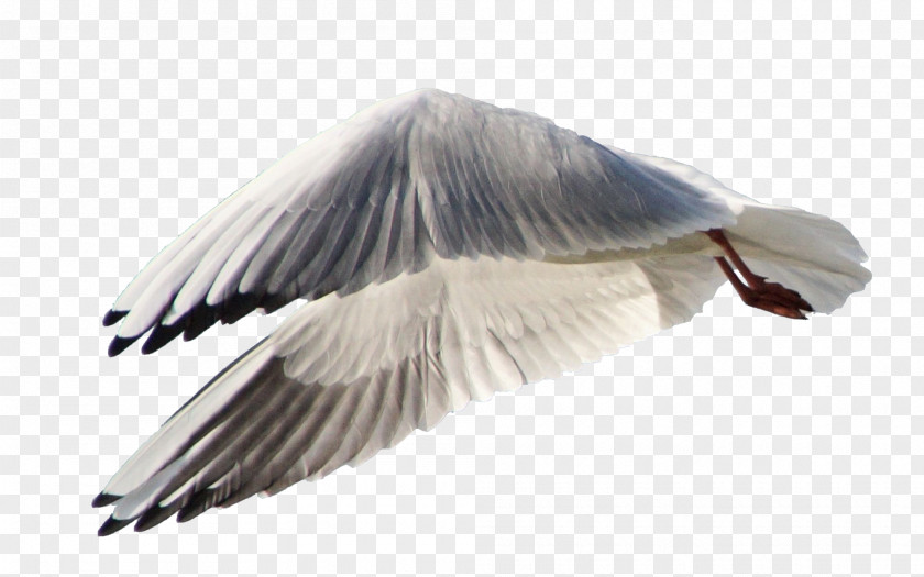 Goose Gulls Bird DeviantArt Wing PNG