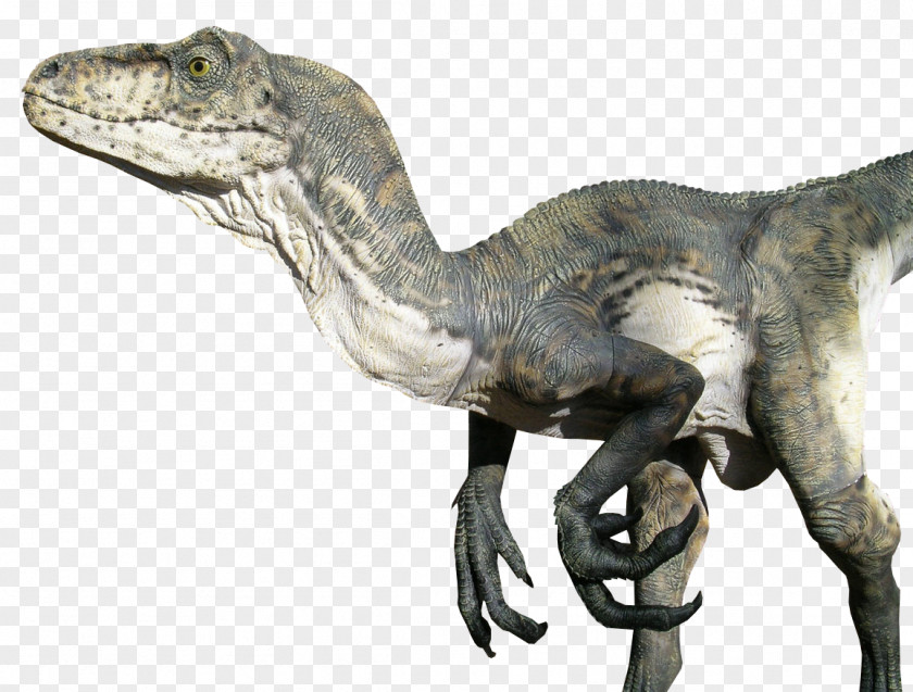 P Velociraptor Tyrannosaurus Dinosaur Jurassic PNG