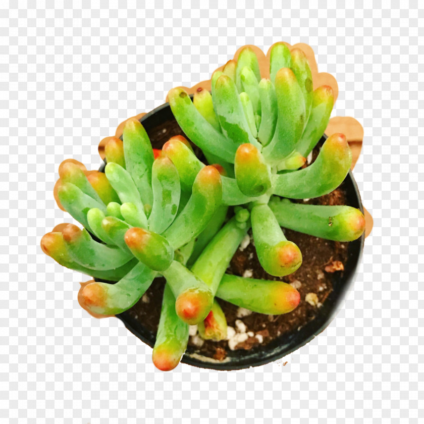 Stonecrop Family Houseplant Cactus Cartoon PNG