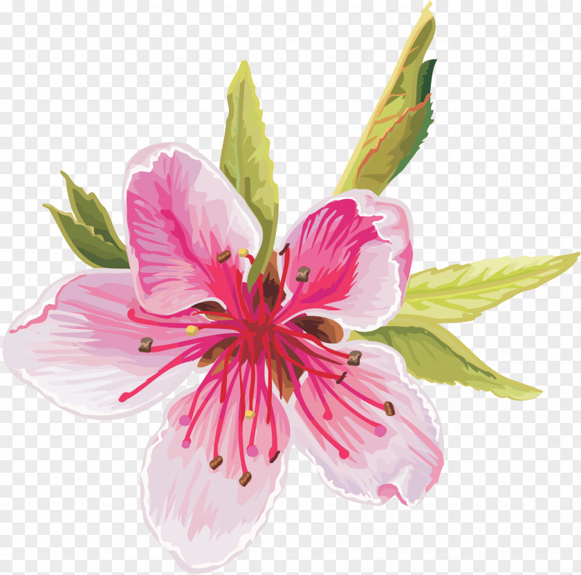 Apricot Flower Download Clip Art PNG