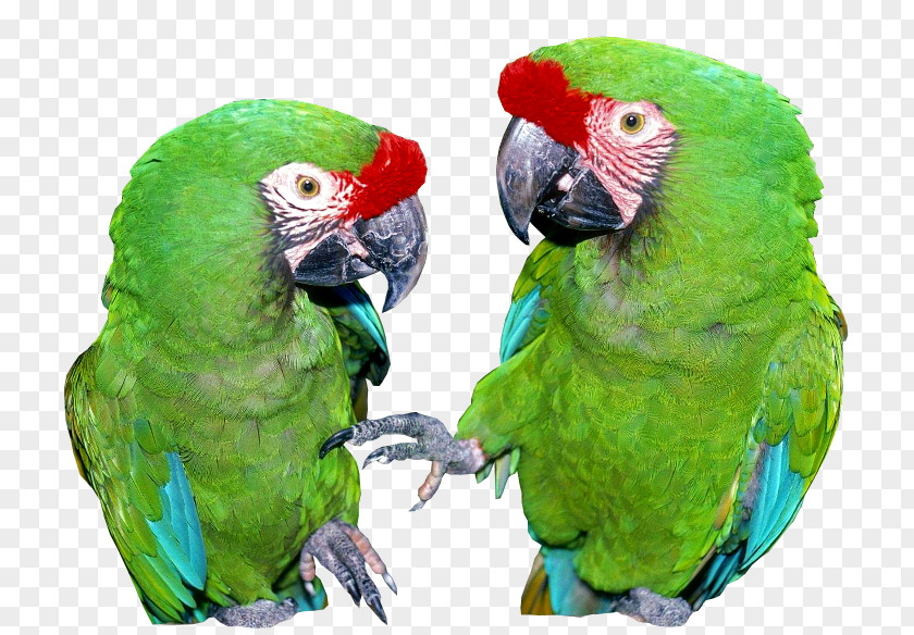 Bird Feral Parrot Psittacinae Parakeet PNG