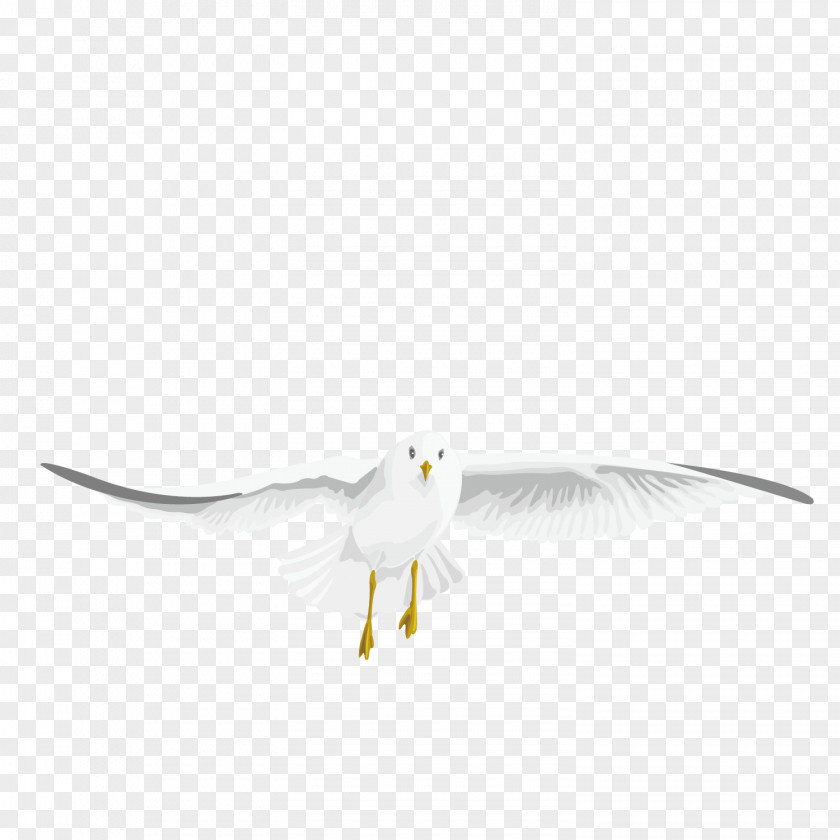 Vector Pattern Flying Pigeon Water Bird Beak Wing Feather PNG