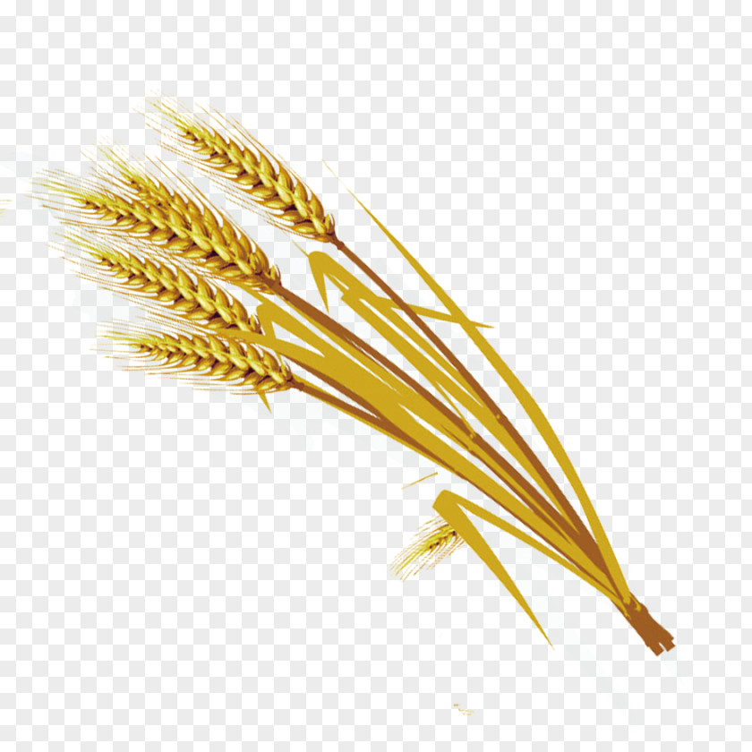 Wheat Material Emmer Einkorn Durum Spelt PNG