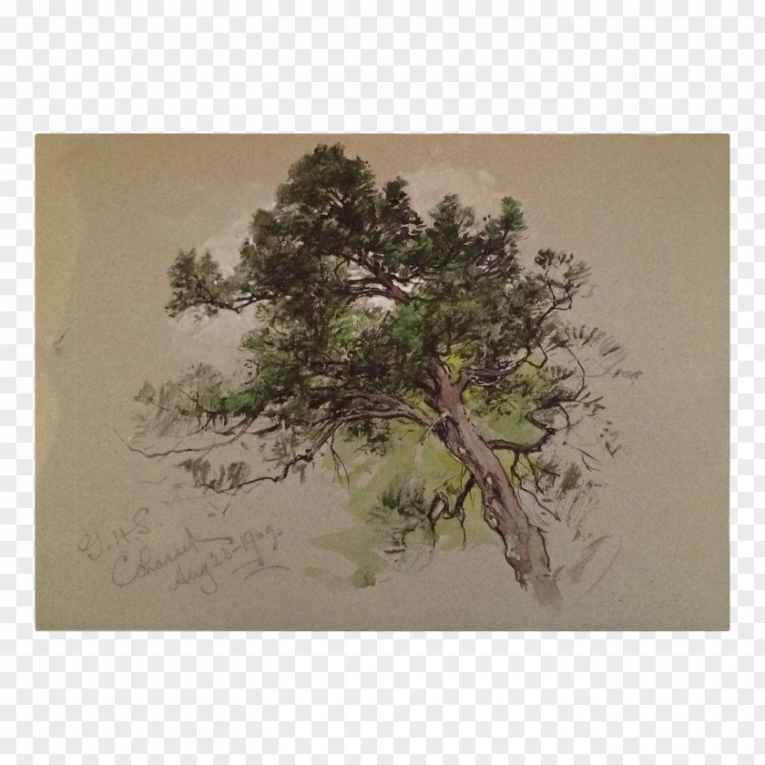 Antiquity Watercolor Tree Houseplant Painting Bonsai Wood PNG