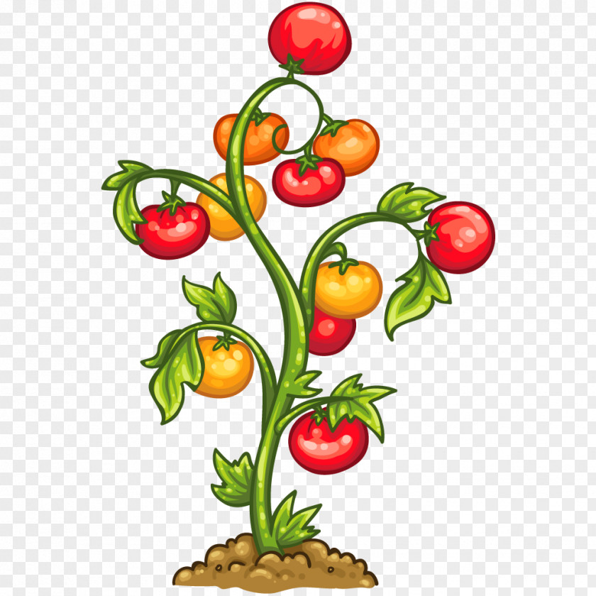 Cherry Tomato Vegetable Plant Auglis Food PNG