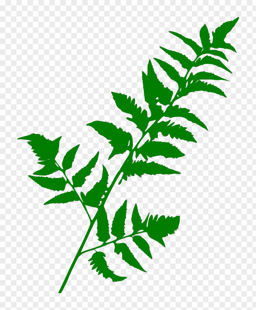 Fern Leaf Plant Stem Flower Vascular PNG