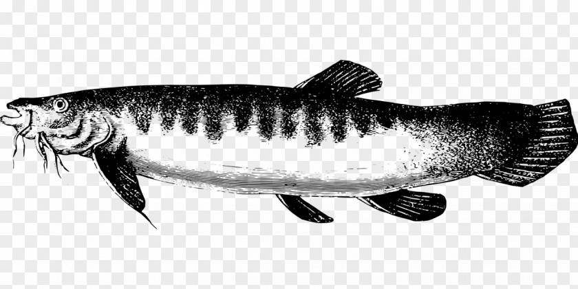 Plateau Freshwater Lake Sardine Icon Design Clip Art PNG