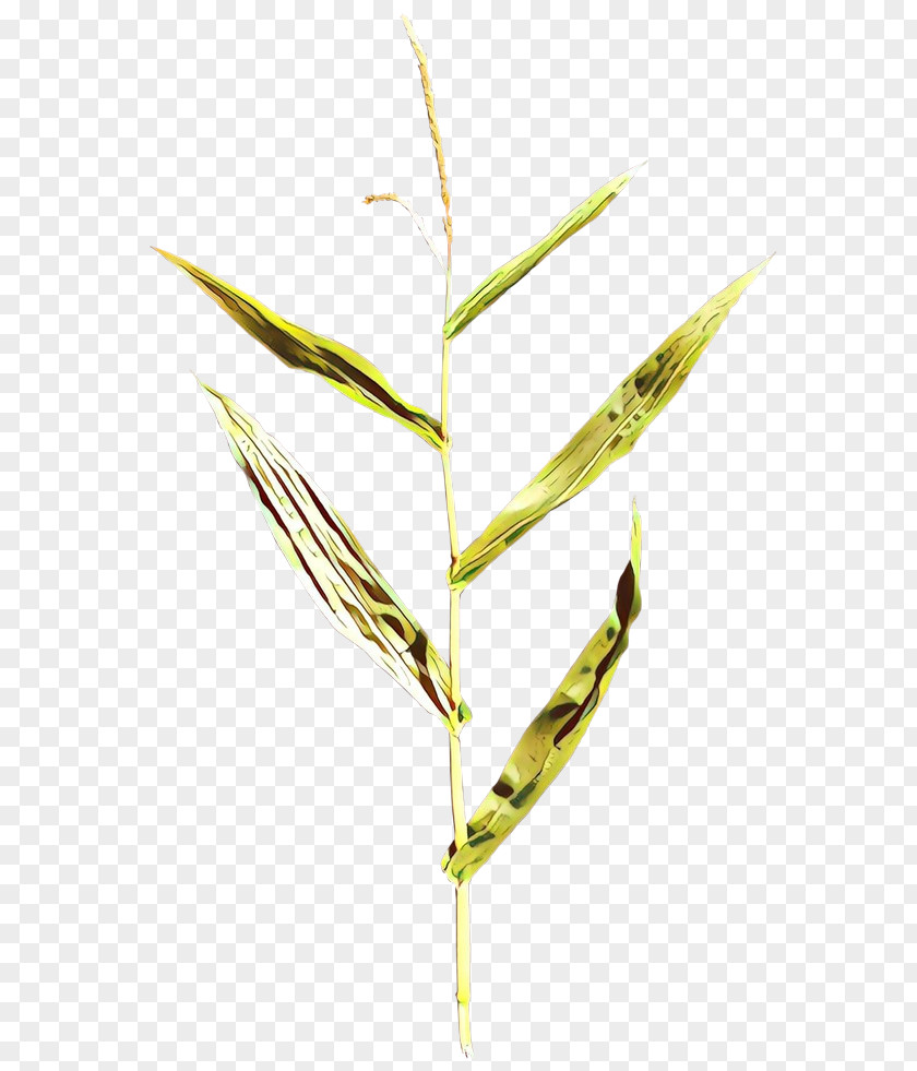 Elymus Repens Plant Leaf Grass Family PNG
