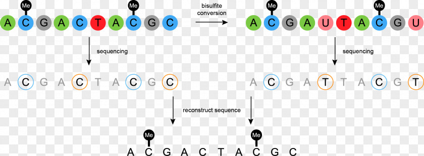 Foreign Cosmetics Bisulfite Sequencing DNA Methylation Nucleic Acid Sequence PNG