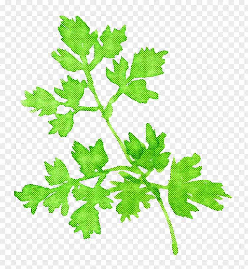 Parsley PNG