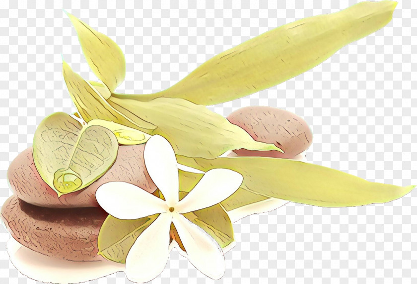 Perennial Plant Food Frangipani Petal Flower Lemon PNG
