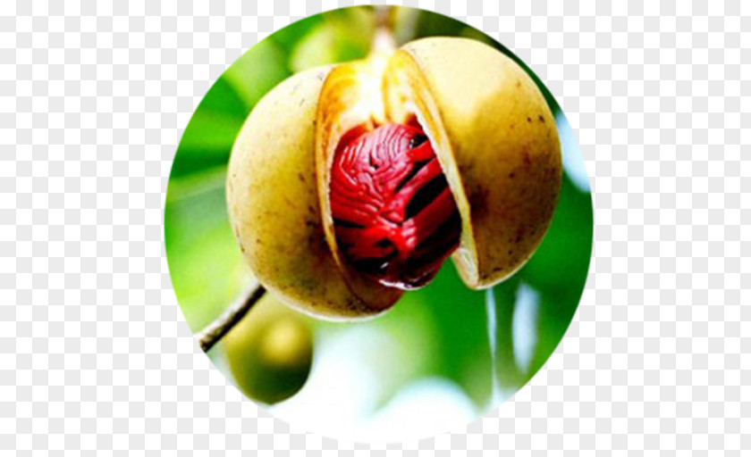 Plant Nutmeg Oil Seed Fruit Tree PNG