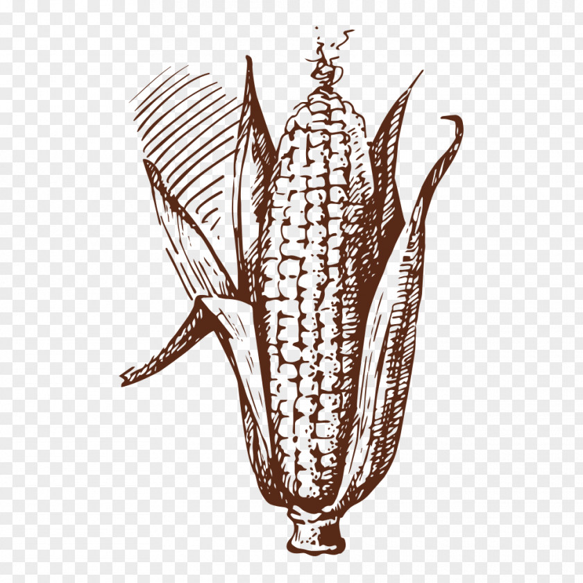 Corn Drawing Vegetable Food Illustration PNG