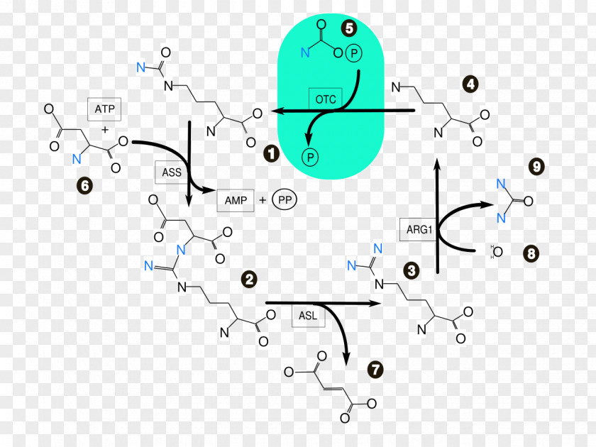 Cycle Urea Biochemistry Ammonia Citric Acid PNG
