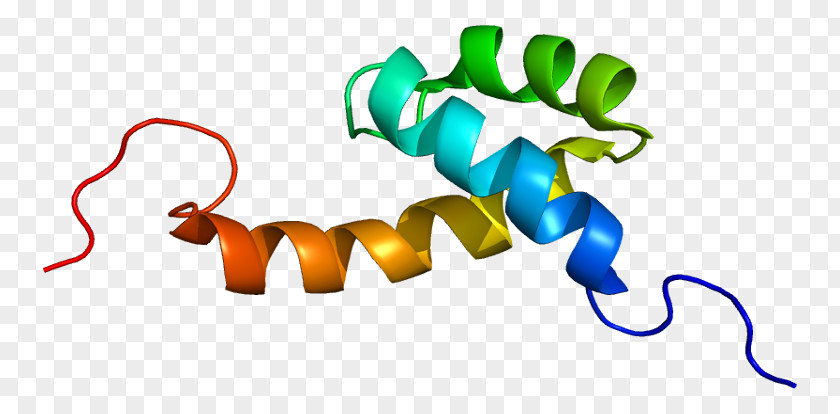 DNA-binding Protein Transcription HOPX Gene PNG